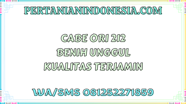 Cabe Ori 212 Benih Unggul Kualitas Terjamin